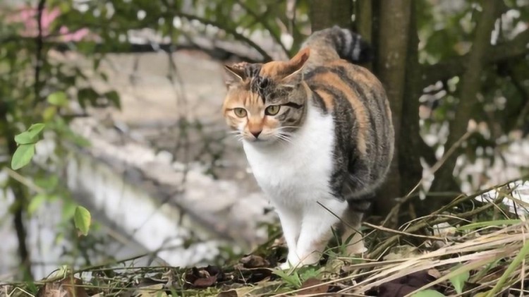 别再劝我养三花猫了这些坏处真的承受不来