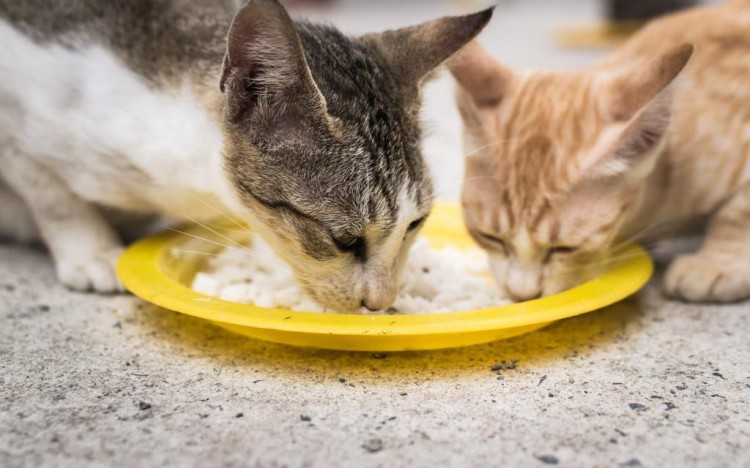 猫碗不合格猫咪会讨厌吃饭甚至消瘦您家猫碗合格吗