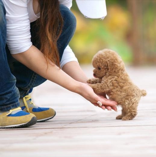 训练泰迪犬时这5大禁忌绝不能犯！