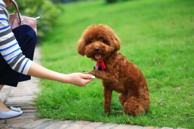 训练泰迪犬时这5大禁忌绝不能犯！