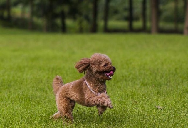 训练泰迪犬时这5大禁忌绝不能犯！