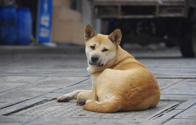 小主人离家爷爷家田园犬追8公里不肯回！别追了别跑丢