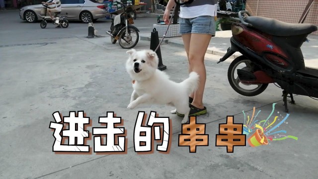 进击的田园犬：在家咬主人朋友，在外追扑陌生人，还喜欢跟狗打架