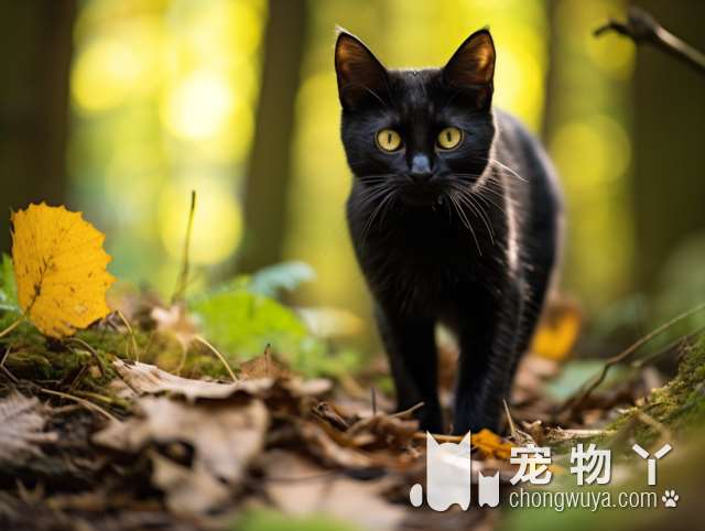 挪威森林猫好养吗？饲养需要注意什么？